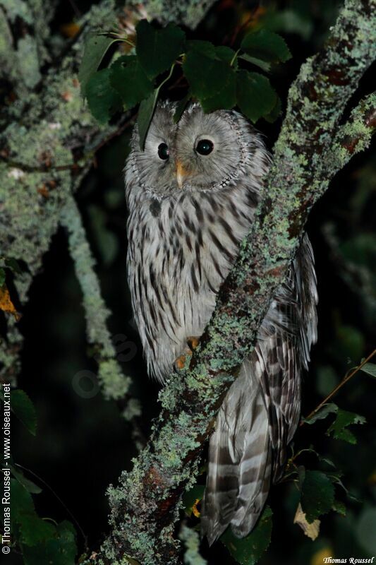 Ural Owl, identification, close-up portrait