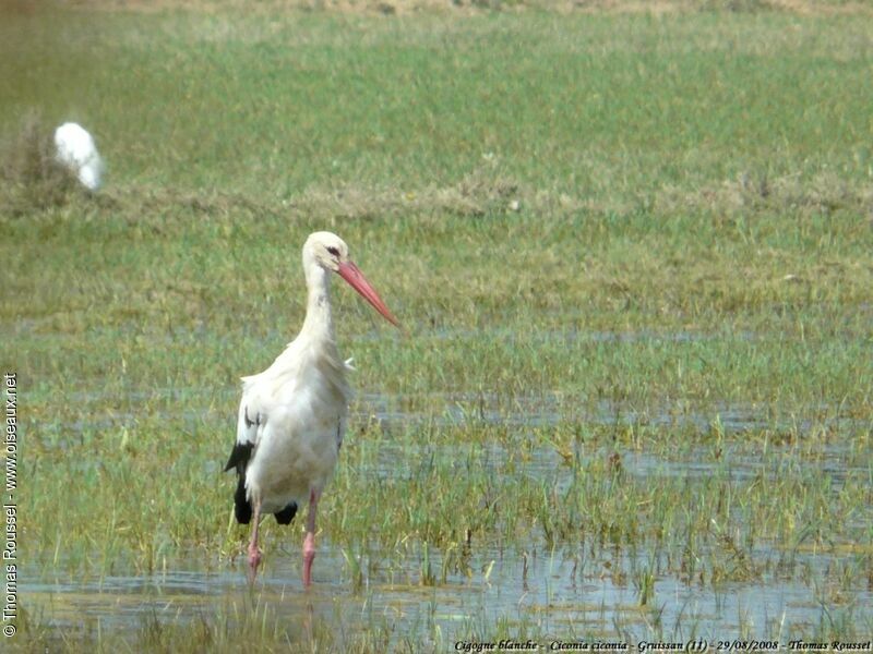 Cigogne blancheadulte