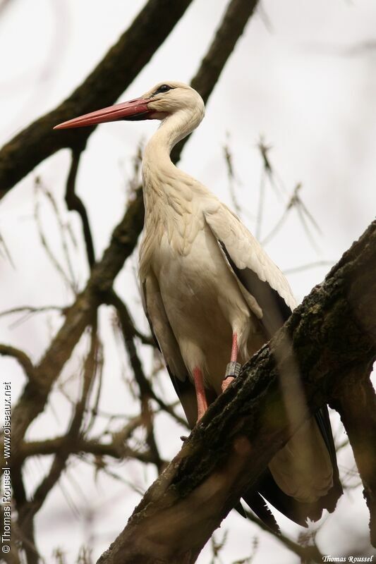 White Stork, identification