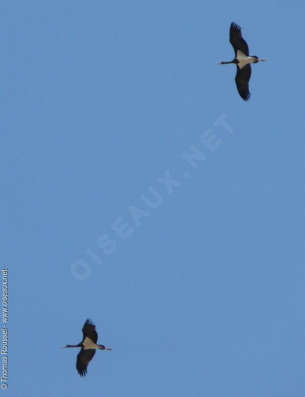 Black Storkadult, Flight