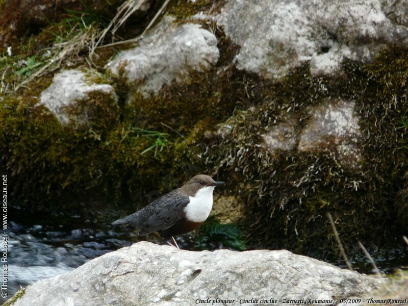 Cincle plongeur, identification