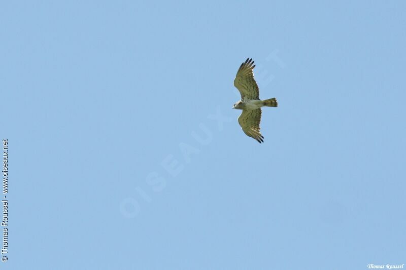 Short-toed Snake Eagle, Flight