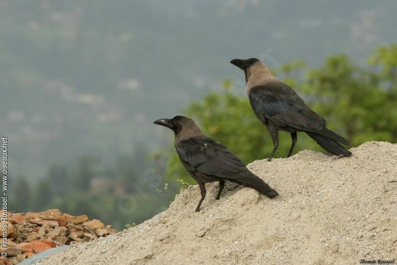 Corbeau familier, identification