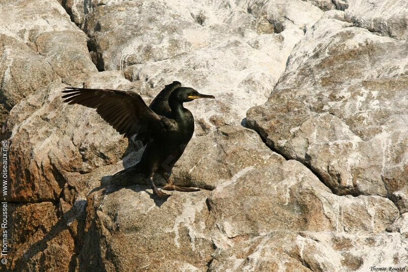 European Shag