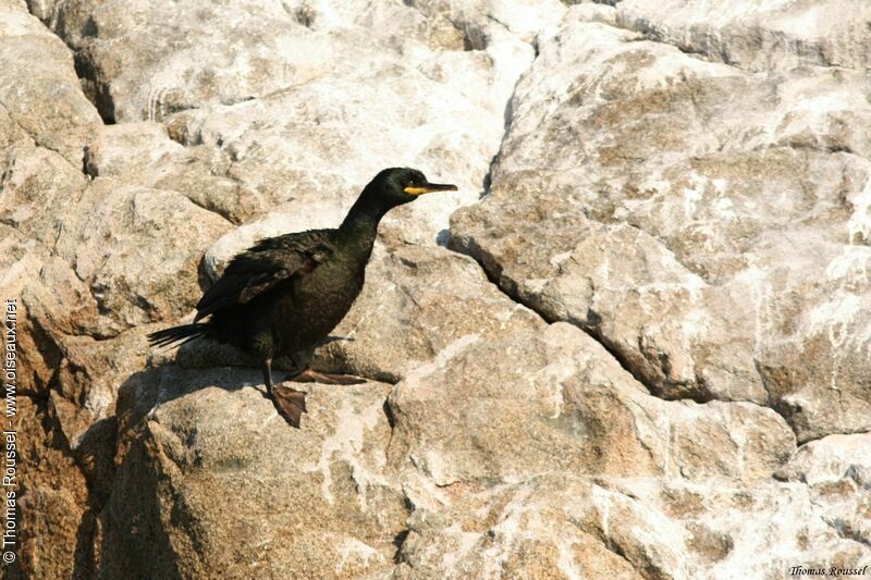 European Shag