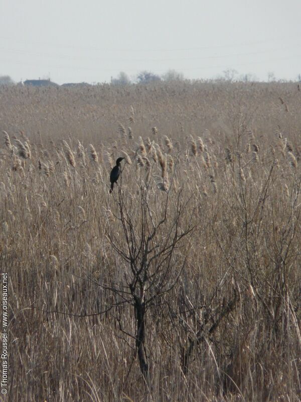 Pygmy Cormorant