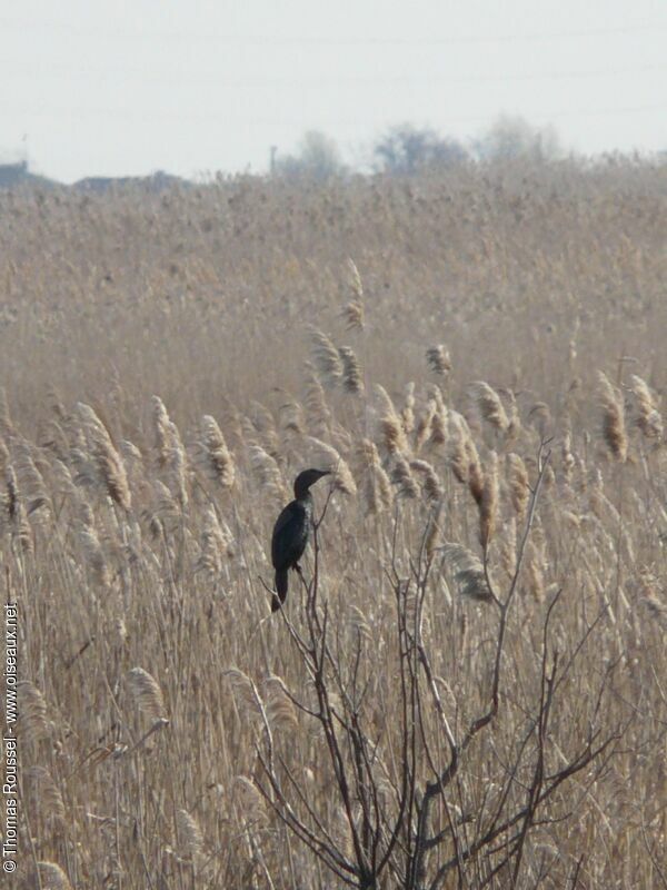 Pygmy Cormorant