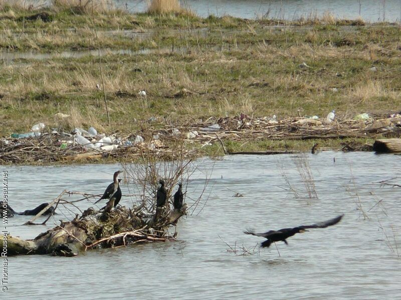 Pygmy Cormorant, identification