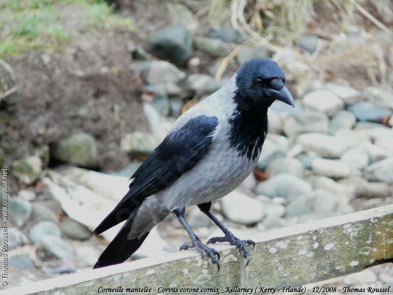 Hooded Crow, identification