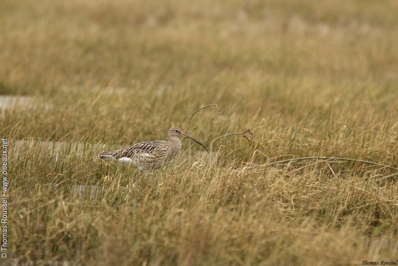 Eurasian Curlew, identification