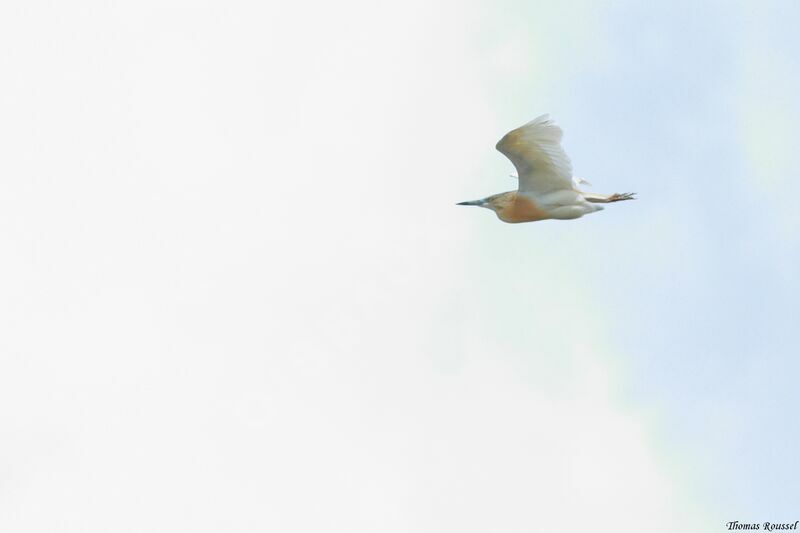 Squacco Heron