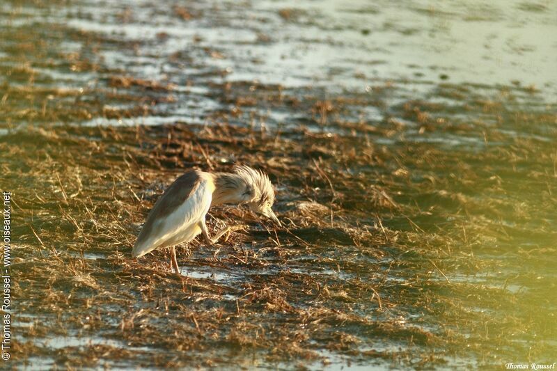 Squacco Heron, Behaviour