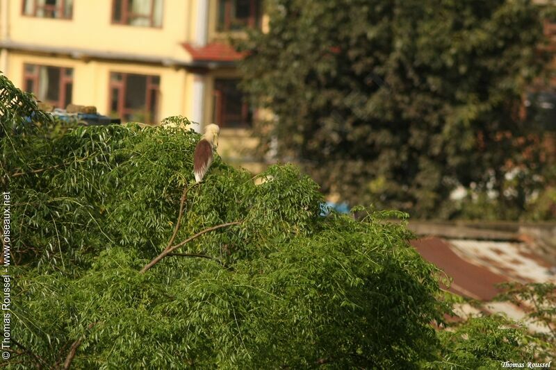 Indian Pond Heron