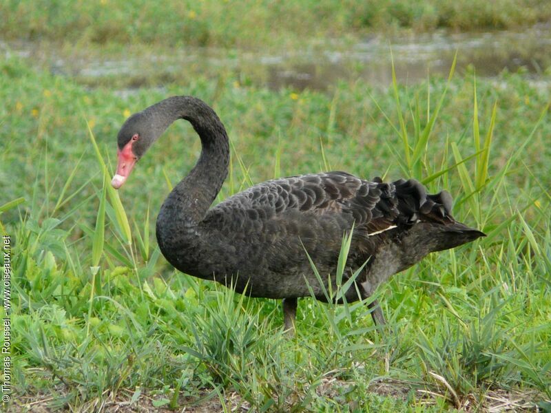 Cygne noir, identification