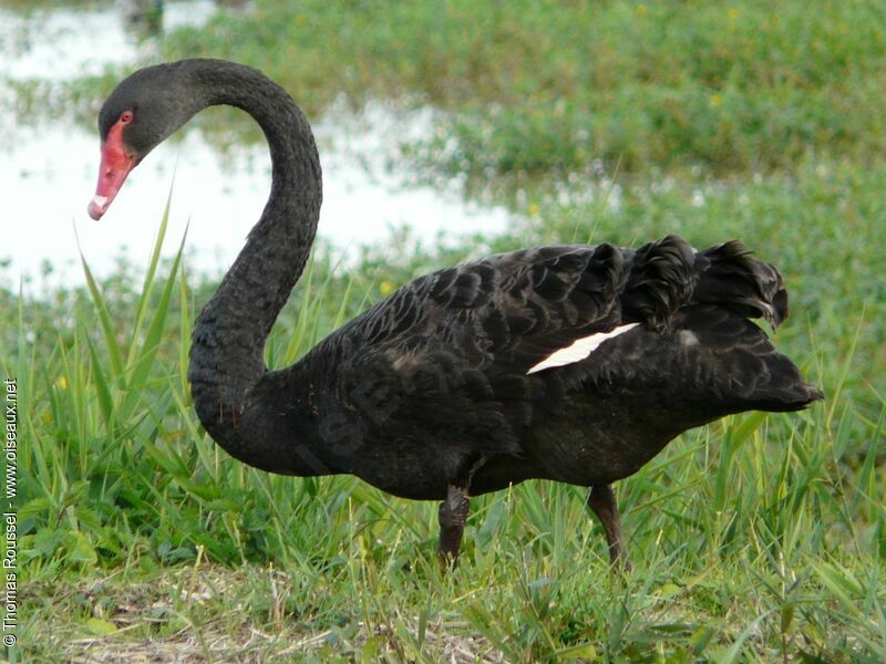 Black Swan, identification