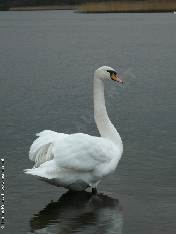 Cygne tuberculéadulte