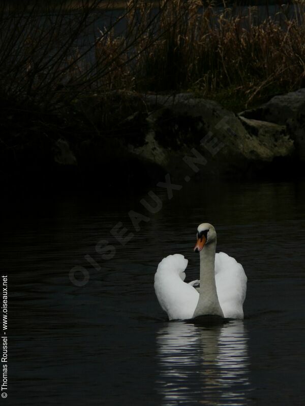 Cygne tuberculéadulte