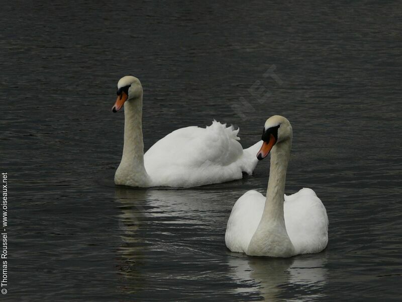 Mute Swan adult