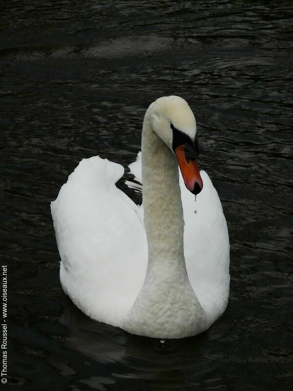 Cygne tuberculéadulte, identification