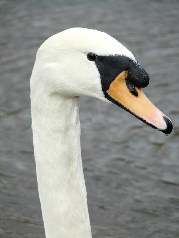 Cygne tuberculéadulte, identification