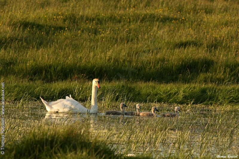 Cygne tuberculé, Nidification