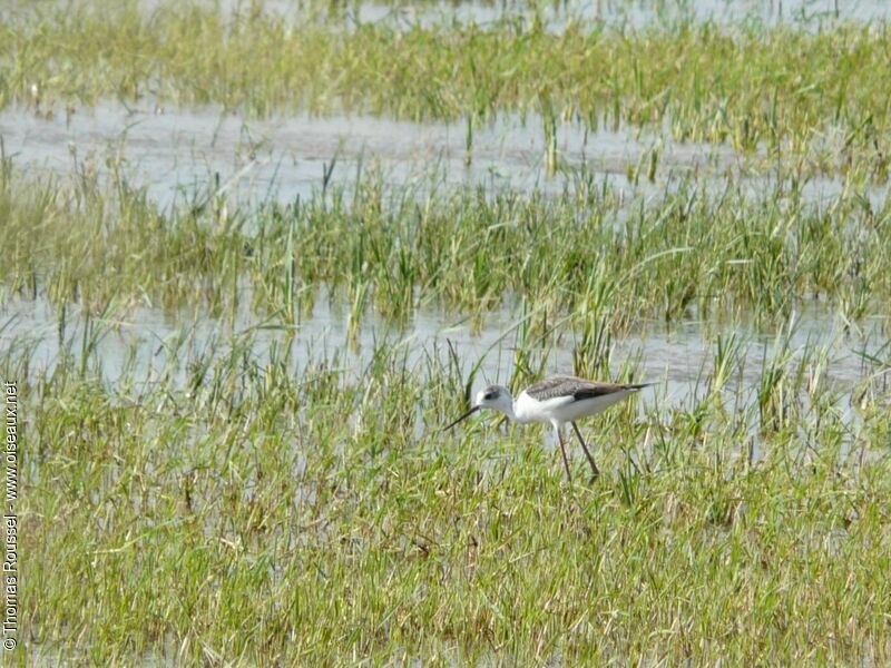 Black-winged Stilt