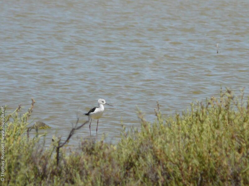 Black-winged Stilt