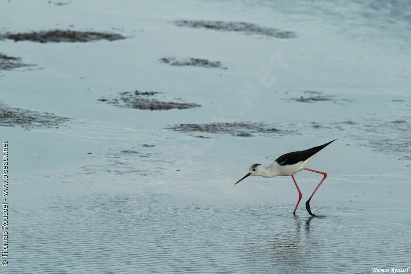 Black-winged Stilt