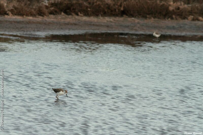 Black-winged Stiltjuvenile, Reproduction-nesting