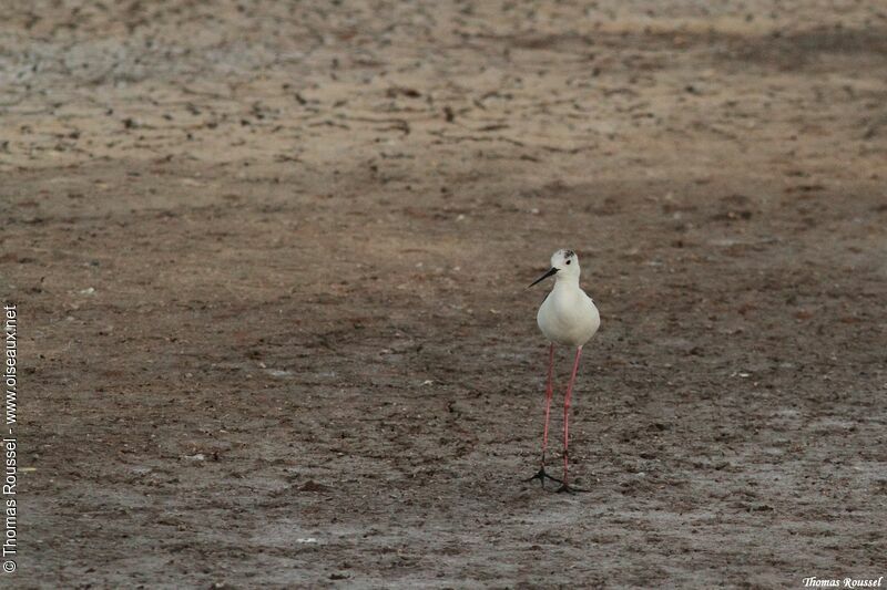 Black-winged Stilt, identification