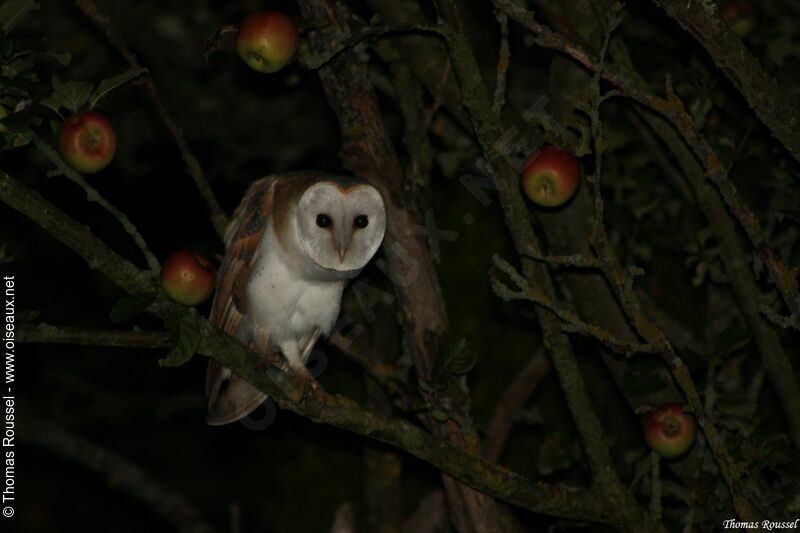 Western Barn Owl