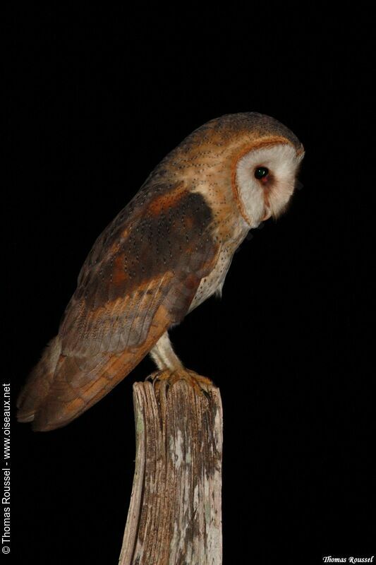 Western Barn Owl, identification