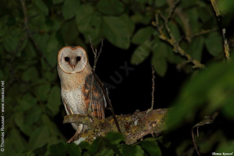 Western Barn Owl, identification