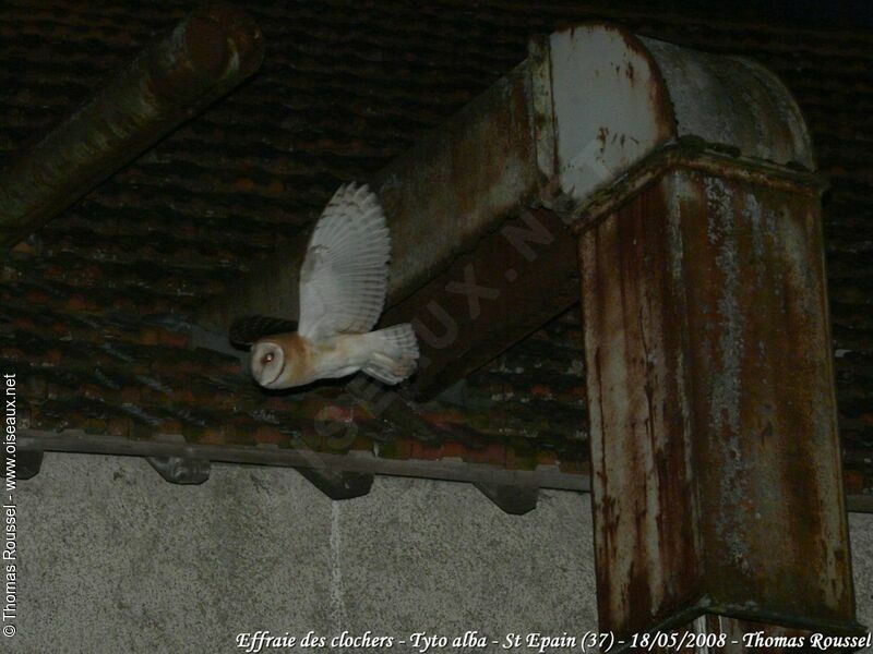 Western Barn Owladult, Flight, Reproduction-nesting