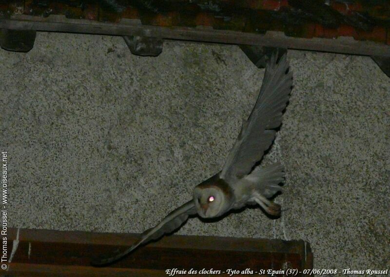 Western Barn Owl