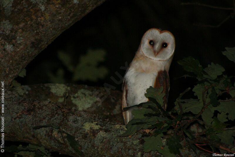 Western Barn Owl