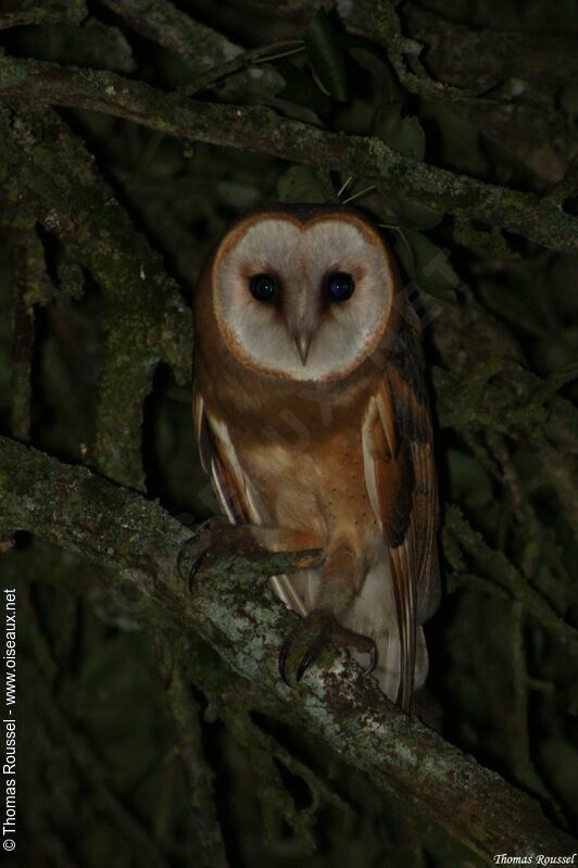 Western Barn Owl, identification