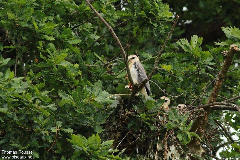 Black-winged Kite, Reproduction-nesting