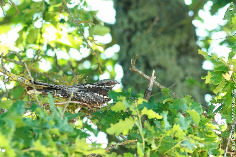 European Nightjar