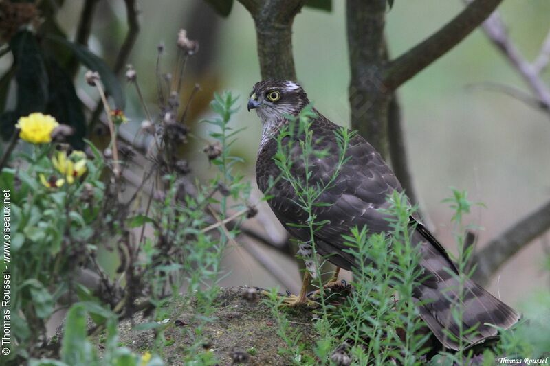 Épervier d'Europe femelle adulte, identification