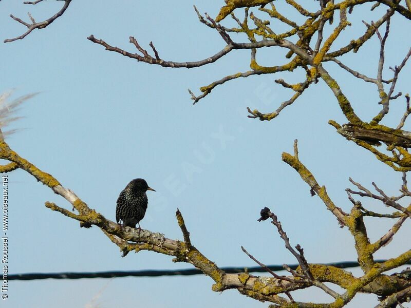 Common Starling