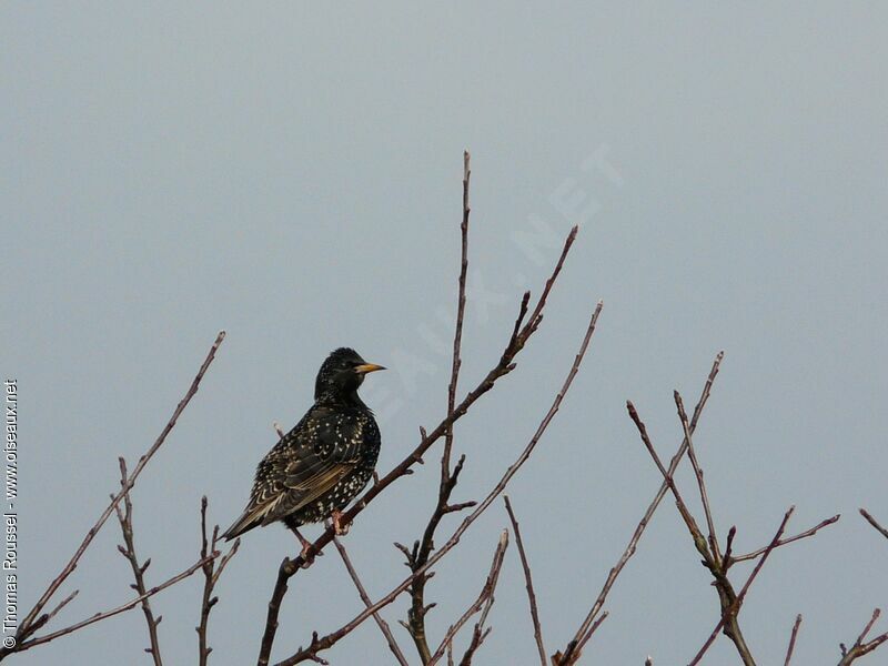 Common Starling