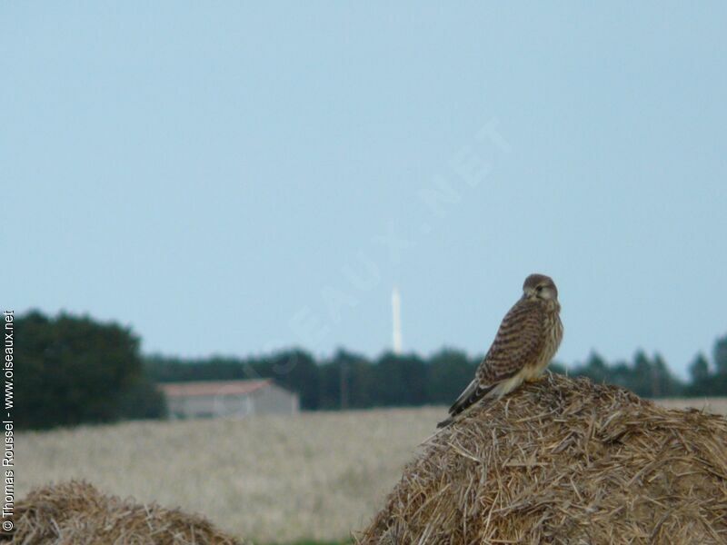 Faucon crécerelle