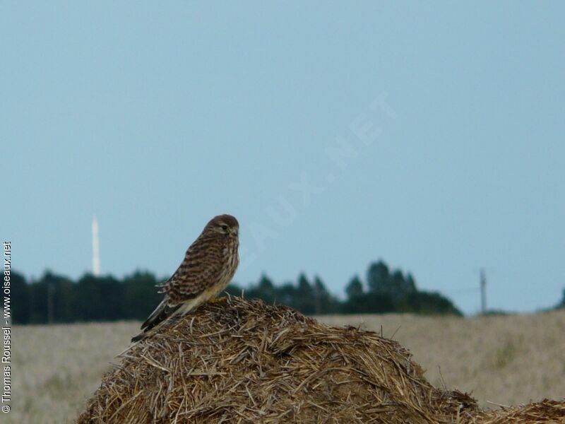 Faucon crécerelle