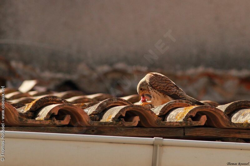 Lesser Kestrel, feeding habits