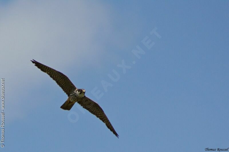 Eurasian Hobby, Flight