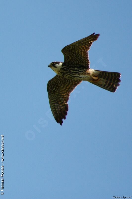 Eurasian Hobby, Flight