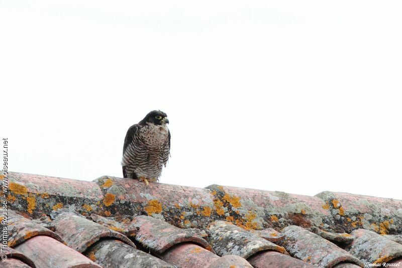 Peregrine Falcon, identification