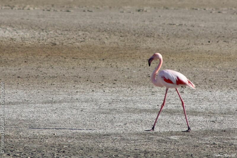 Greater Flamingoadult, identification