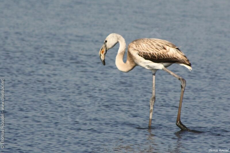 Flamant rose1ère année